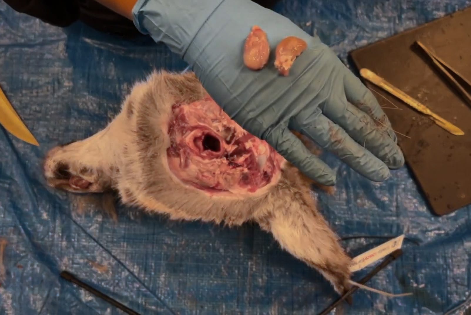 Dropping off tonsils at a CWD Sample Drop Off Location in British Columbia.